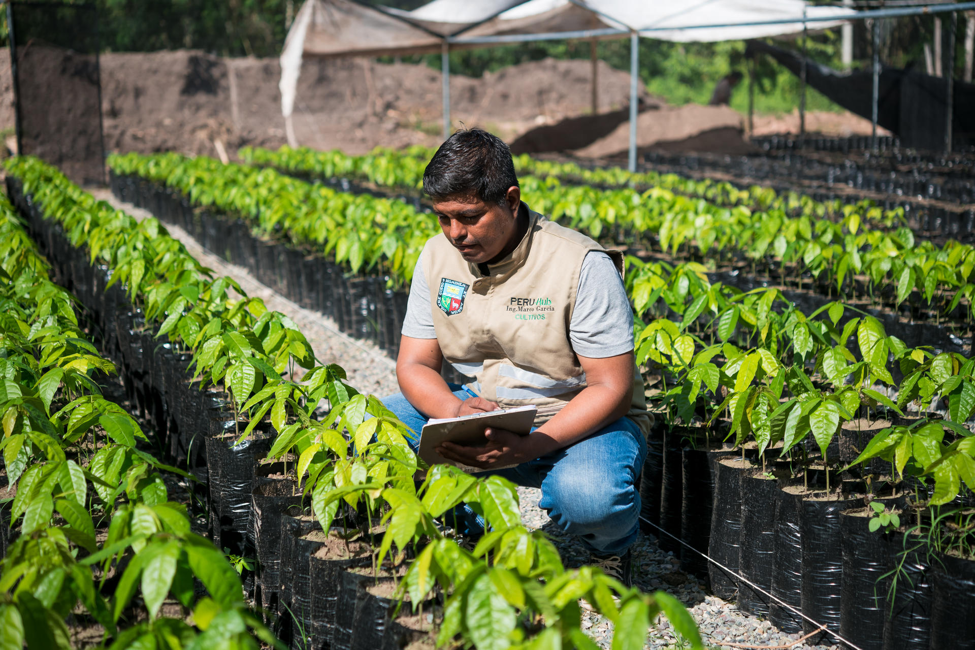 Área de producción de cultivos