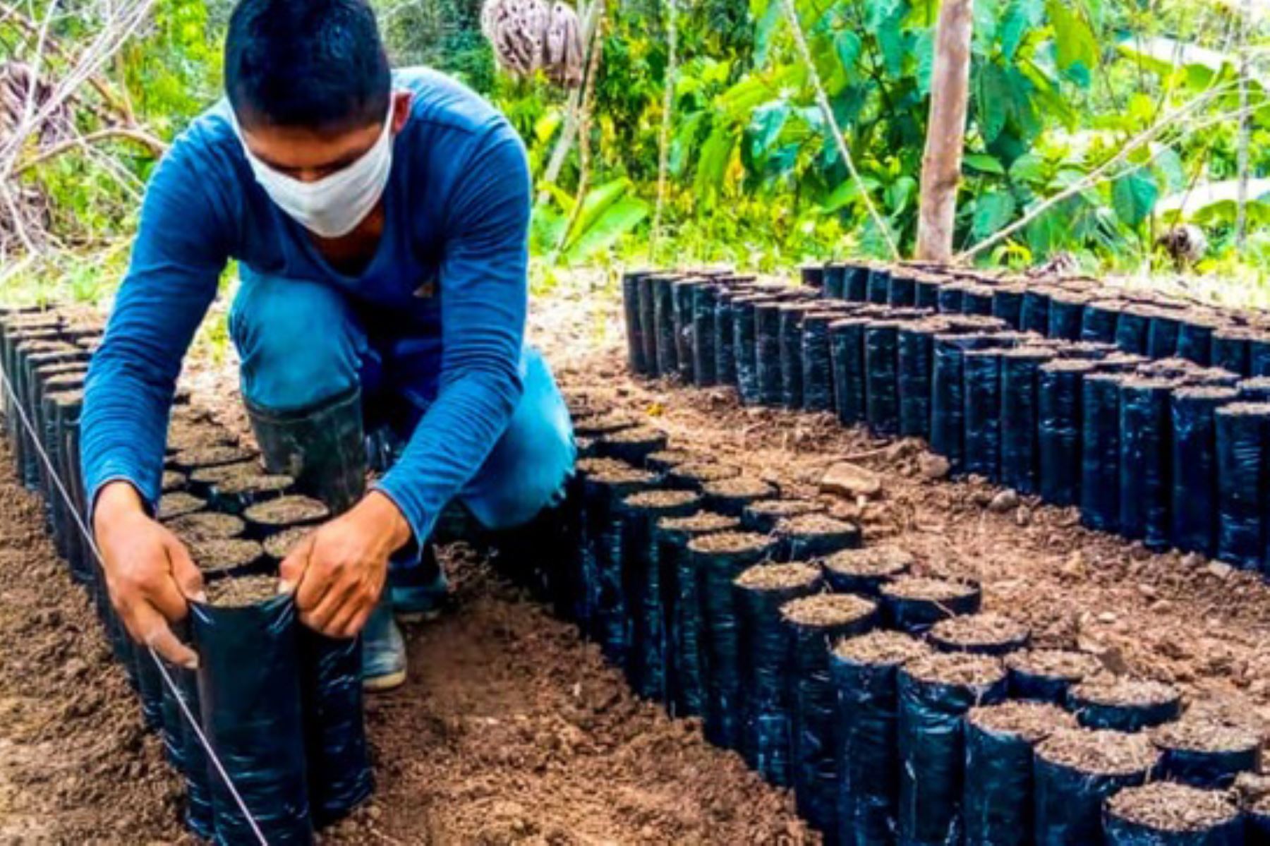 Área de instalación y manejo de viveros
