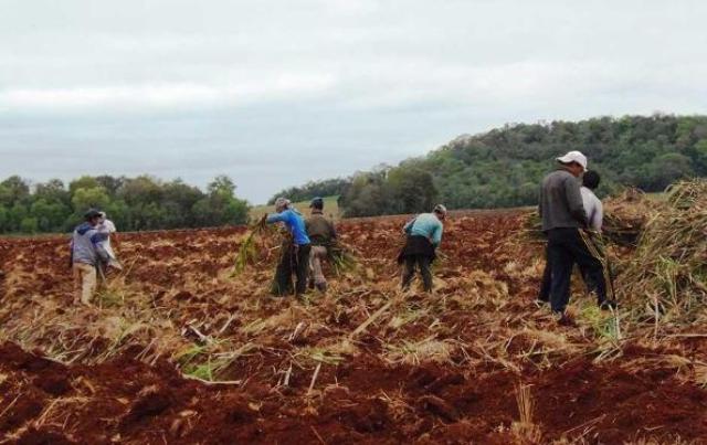 Área de preparación de terrenos y fertilización