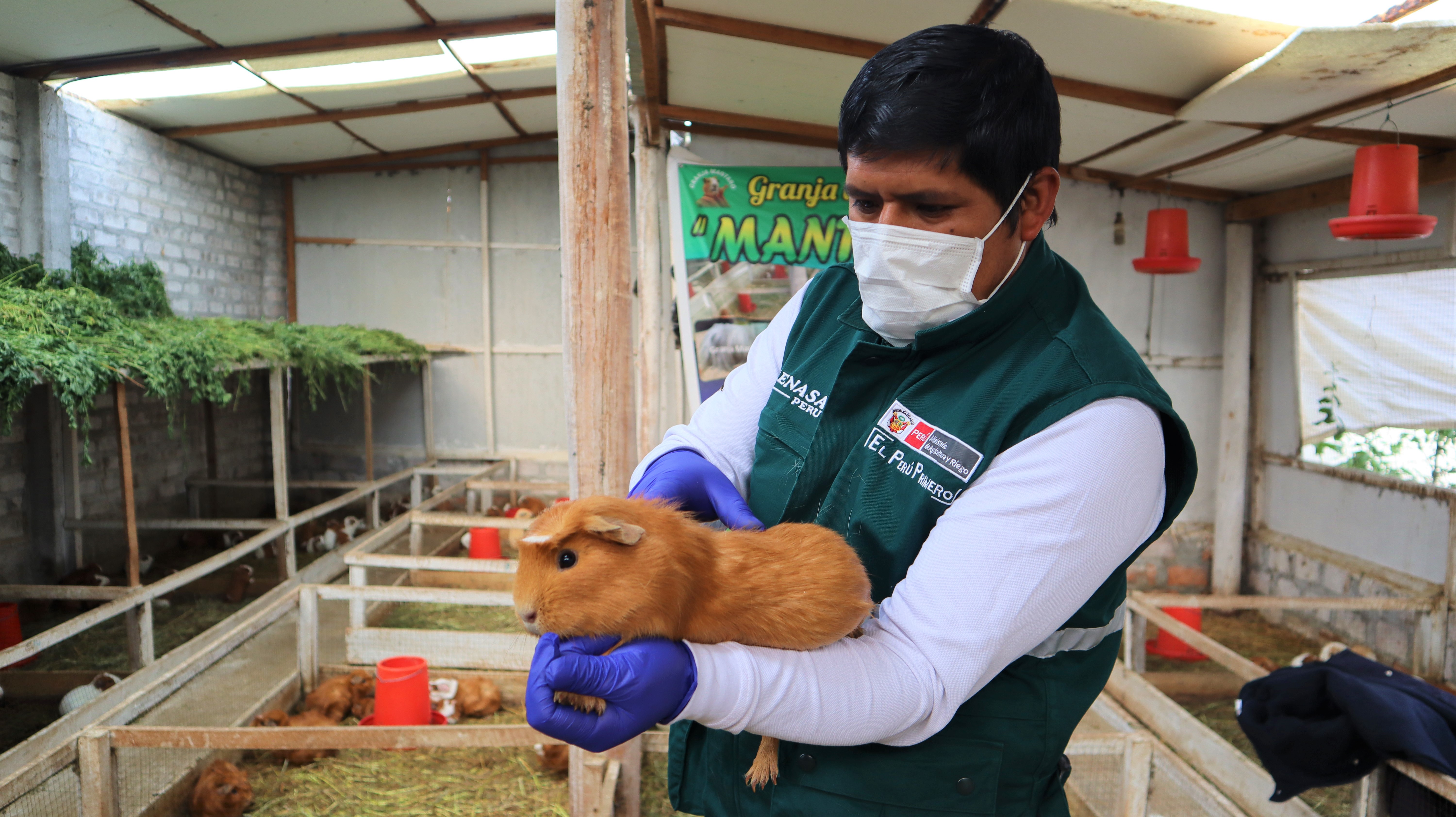 Área de producción de animales menores