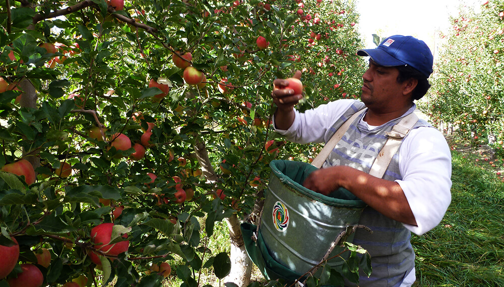 Área de fruticultura